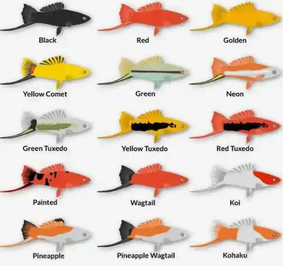 types of Swordtail fish