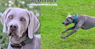 Weimaraner breed of dog