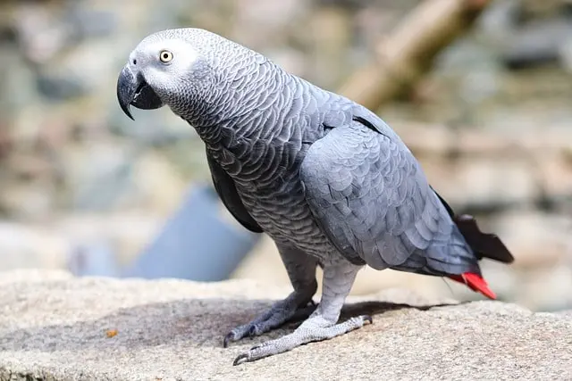 african-gray-parrot-best-pet-birds