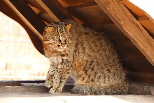 rarest cats in the world: Amur Leopard Cat
