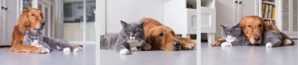cat and dog socialization
