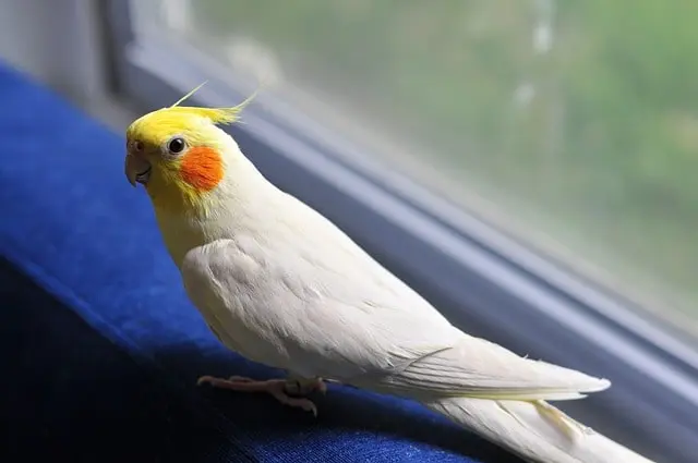 cockatiel-pet-birds
