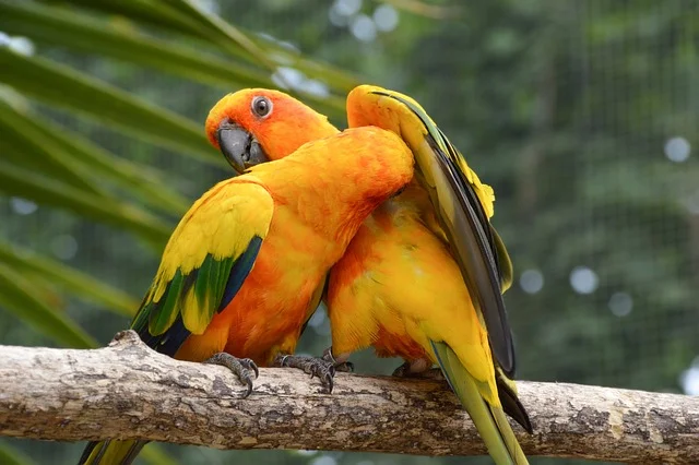 conure-Parrot Species