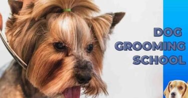 dog-grooming-school