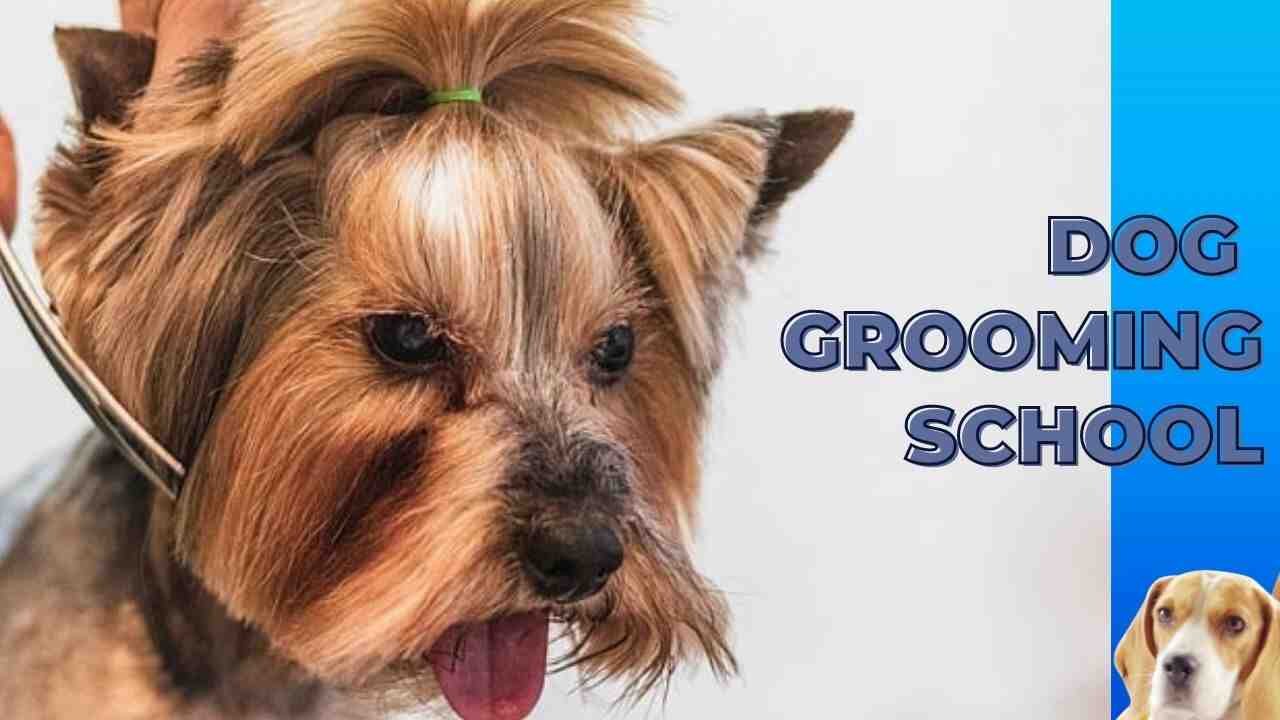 Dog Grooming School Pathway to Rewarding Career