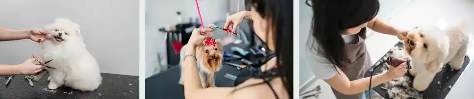 dog grooming techniques