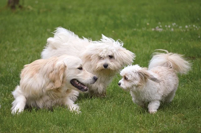 Pet Socialization: How to Build Positive Behaviors