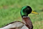 duck-mallard