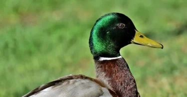 duck-mallard