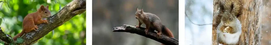 Squirrel Infestations