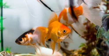 Types of Gold Fish -aquariums