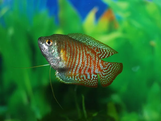 gourami-fish