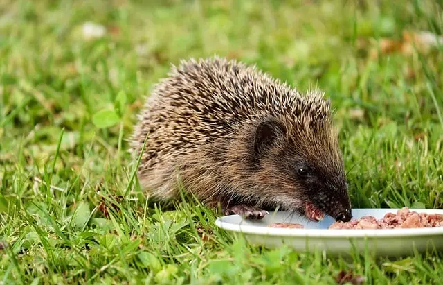 hedgehog-diet