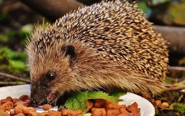 hedgehogs-pet-diet