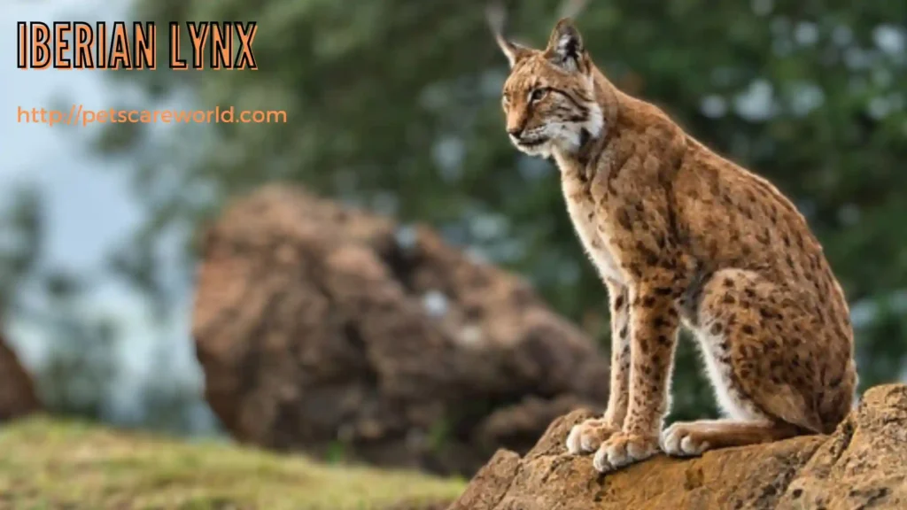 rarest cats in the world - Iberian lynx