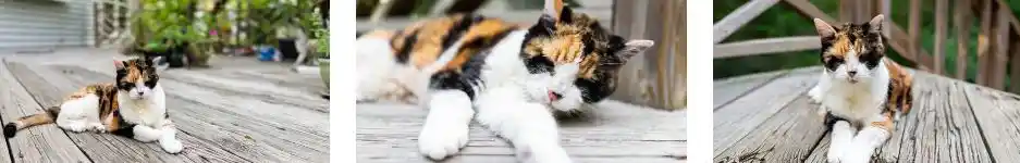 hyperthyrodism in cat