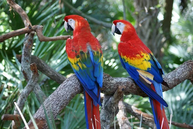 macaw-Parrot Species