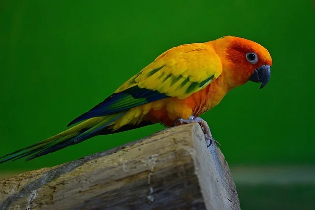 parakeet-bird-benefits-Owning a Parakeet