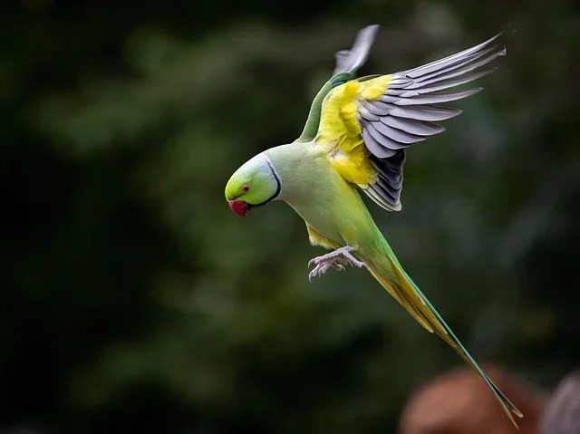 Owning a Parakeet