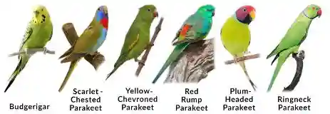 Owning a Parakeet as a Pet