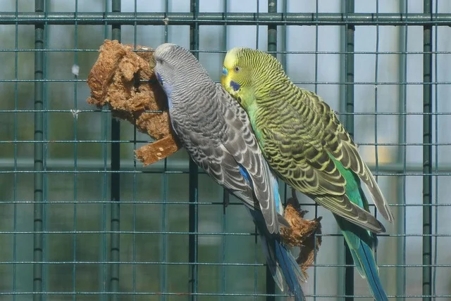 love-birds-Parrot Species