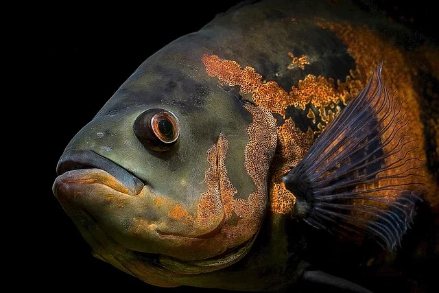 the-oscar-fish