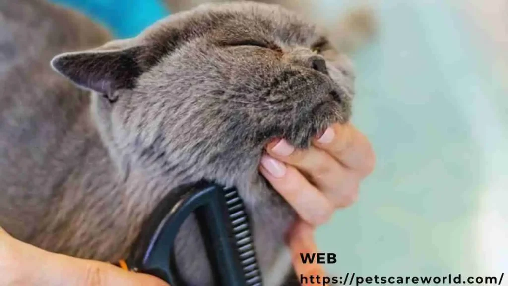pet-cat-grooming