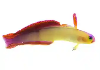 Purple Firefish Goby (Nemateleotris decora)