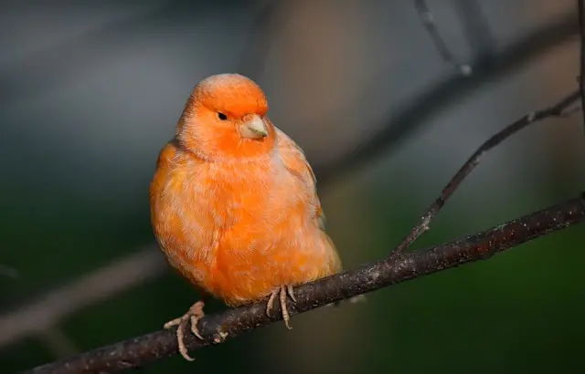 red-canary