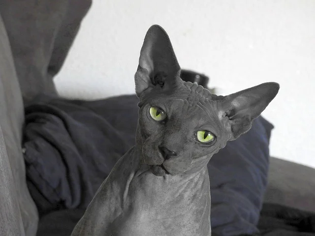 sphynx-hairless-cat-breed