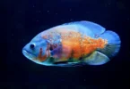 tiger-oscar-fish