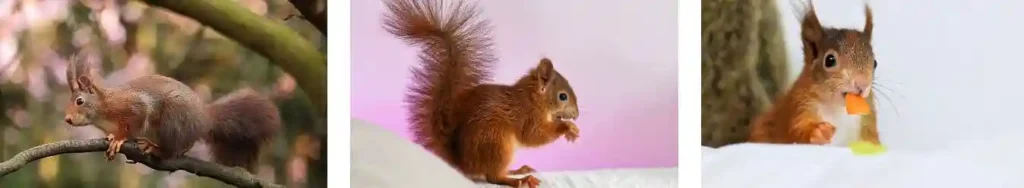 tips to get rid of squirrels