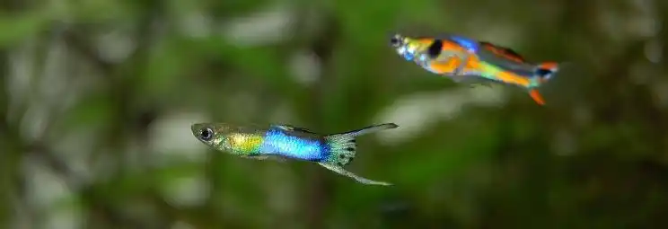types of guppies