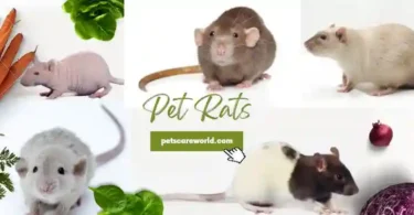 types of pet rats