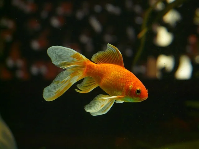 Types of Gold Fish - veil-tail-goldfish