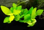 Anubias