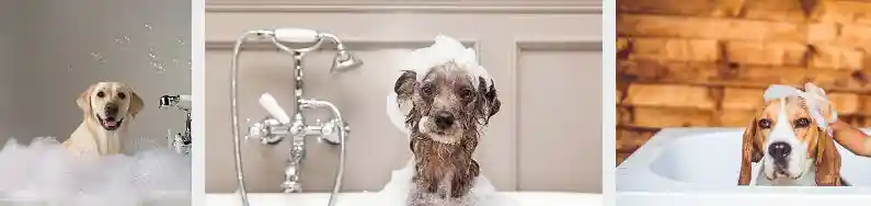 Dog in Shampoo