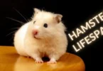 Average Lifespan of Hamster