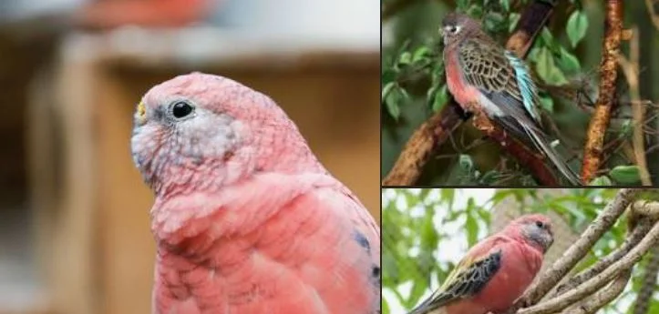 Bourkes-Parakeet-Hypoallergenic Birds