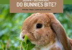 Bunny-Behavior-Do-Bunnies-Bite