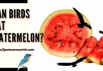 Can Birds Eat Watermelon