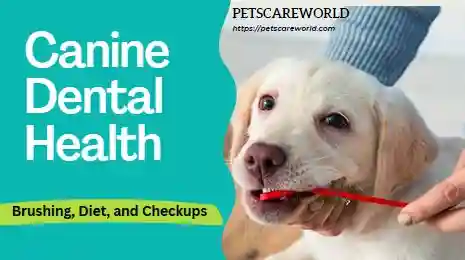Canine Dental Health And Exercise preview