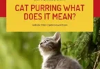 Cat Purring What Does It Mean
