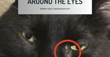 Cats Shedding Around the Eyes