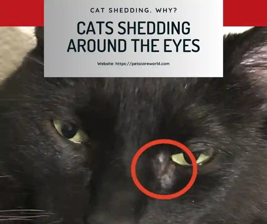 cats-shedding-around-the-eyes-causes-and-best-remedies