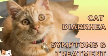 Causes for Cat Diarrhea