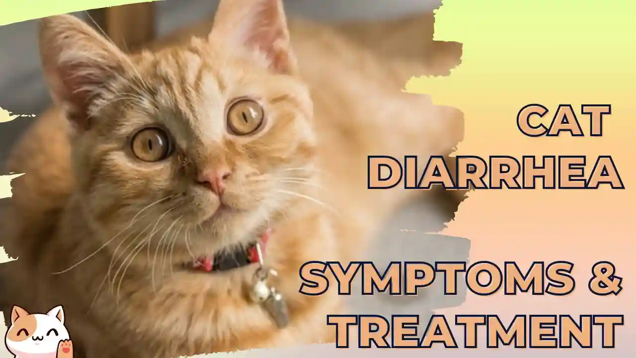 Causes for Cat Diarrhea How to Identify, Symptoms & Treat