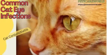 Common Cat Eye Infections