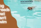 Dog Breeds That Can't Swim