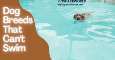 Dog Breeds That Can't Swim